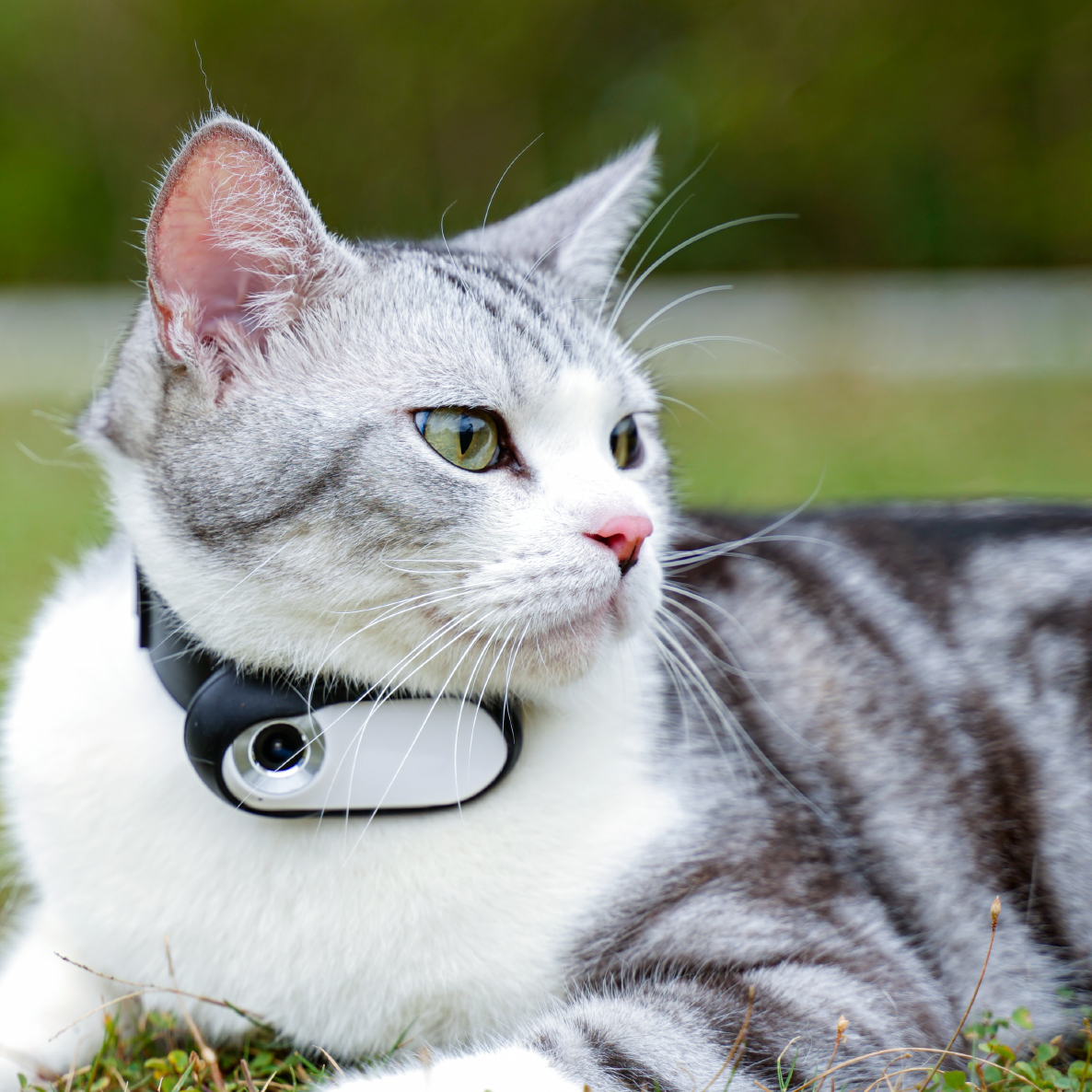 HD Pet Collar Camera